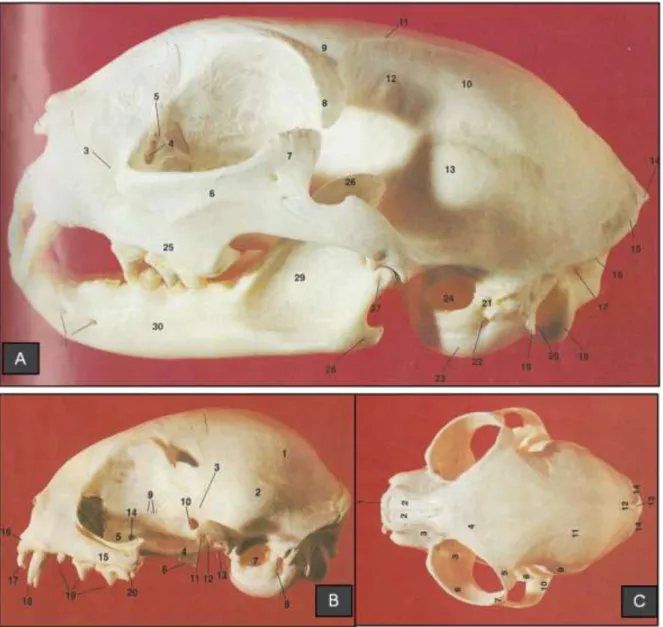 Figura 5 - Aspecto lateral e dorsal do crânio de gato, incluindo a órbita. Adaptado de Boyd,  Paterson &amp; May (2001)