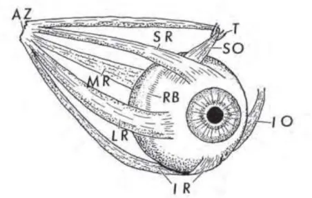 Figura  8  -  Músculos  extra  oculares  presentes  nos  carníveros.  Adaptado  de  Samuelson  (2013)