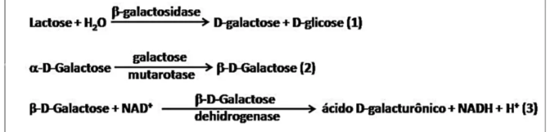 Figura 1 – Reações químicas do método enzimático de determinação de lactose (MEGAZYME,  2011)