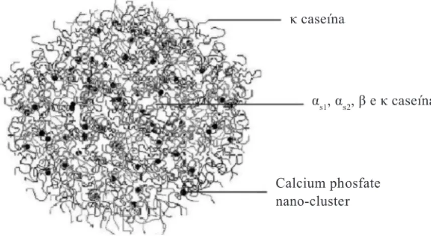 Figura 2 – Estrutura espacial da caseína (HRISTOV et al., 2016) κ caseína