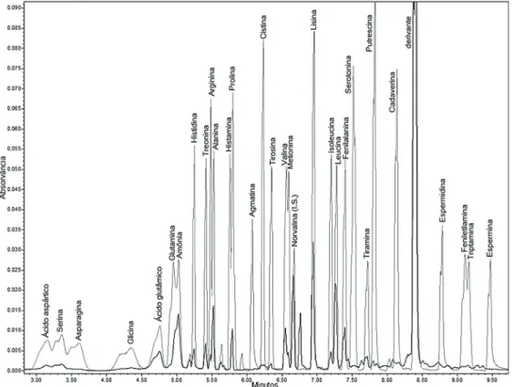 Figura 1 – Cromatograma comparativo de uma amostra de queijo Parmesão após 3 meses de  fabricação (picos menores e mais escuros) e um pool dos aminoácidos e aminas em solução  (picos maiores em sobreposição, mais claros)