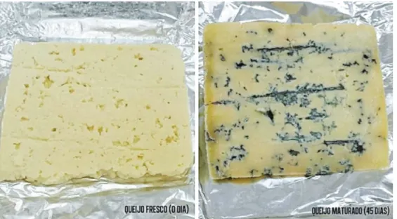 Figura 1 – Registro fotográfico das amostras de queijo azul fresco (0 dia) e maturado (45 dias)