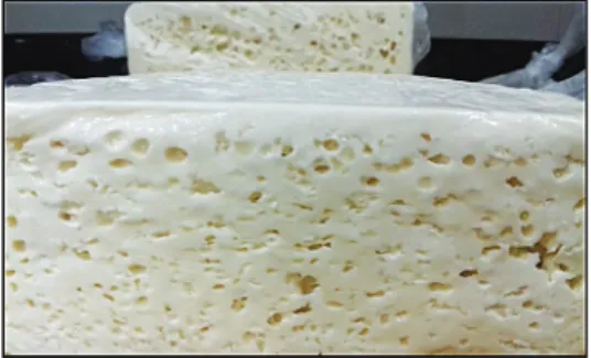 Figura 5 – Queijos aparência típica do de- de-feito estufamento precoce, relatado pelos  produtores como queijo inchado
