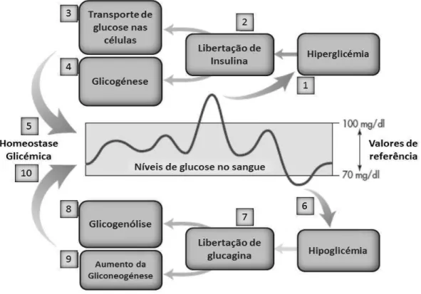 Figura 1: Regulação da glicémia plasmática. Adaptado por (Wardlow, G. et al. (2012).