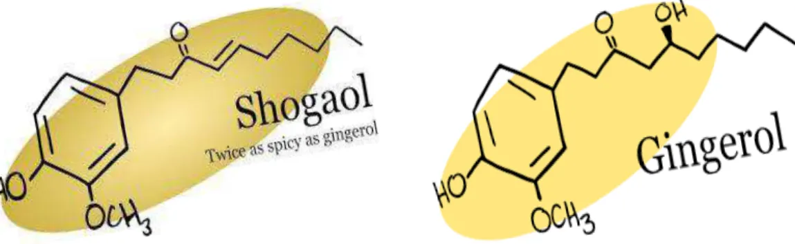 Figura 3: Compostos bioativos do gengibre: Shogaol e Gingerol. Adaptado (Moon M, 2014; Young H.-Y,  2005).