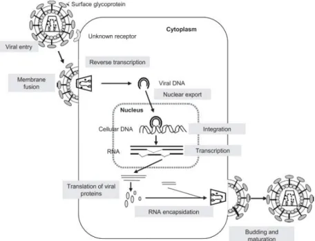 Figura  2-  Representação do  ciclo  de  replicação do  vírus  AIE  nas  células  hospedeiras