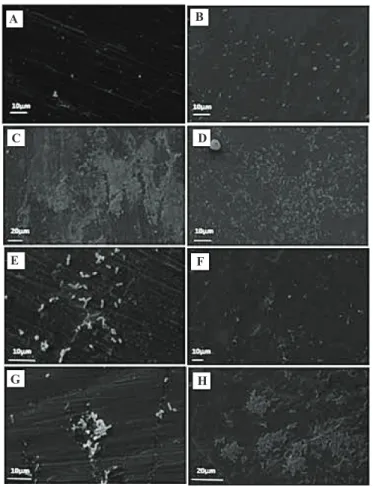 Figura  3 – Microscopia eletrônica de varredura das espécies bacterianas. A: Listeria  monocytogenes (aço); B: L