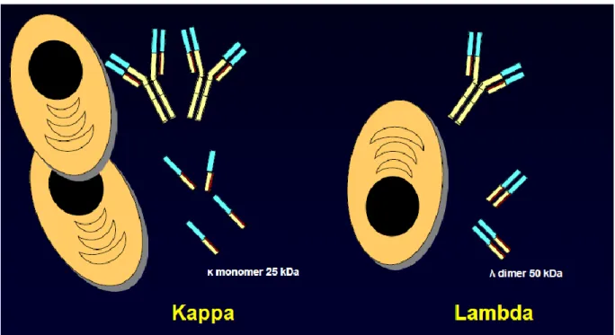 Figura  4.  Representação  esquemática  de  plasmócitos  a  produzirem  imunoglobulinas  completas  com  CLL  κ  monoméricas  e  CLL  λ  diméricas (van  Hoeven  KH