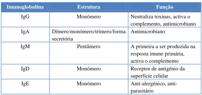 Tabela  1  –  Classes  de  imunoglobulinas   (Caquet  R.  Guia  prático  de  análises  clínicas