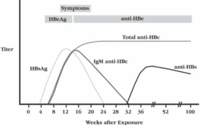 Figura 2.E  6  – Padrões serológicos observados durante a infecção aguda por HBV. 
