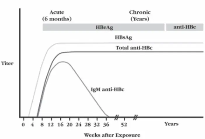 Figura 2.F  6  – Padrão serológico observado após a progressão da infecção por HBV para infecção crónica
