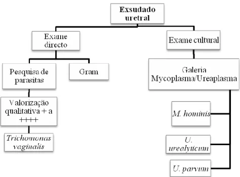 Figura 6-12 – Fluxograma ilustrando a marcha geral do exame directo realizado com o produto exsudado uretral