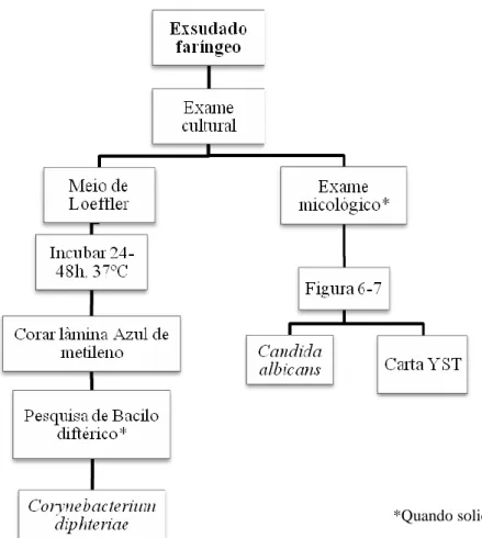 Figura 6-22 – (continuação) Fluxograma ilustrando a marcha geral do exame cultural realizado com o produto  exsudado faríngeo