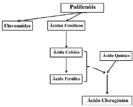 Figura 4- Polifenoís que estão presentes no café. (Adaptado de Cano-Marquina et al., 2013) 