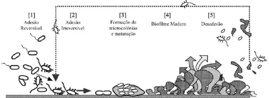 Figura 7 - Formação e maturação do biofilme. (Adaptado de Ghigo, 2003) 