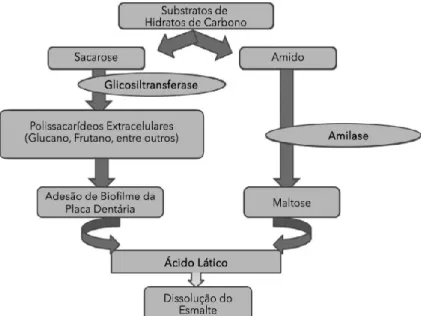 Figura 11 - Formação de Ácido Lático. (Adaptado de Ferrazzano et al., 2009) 