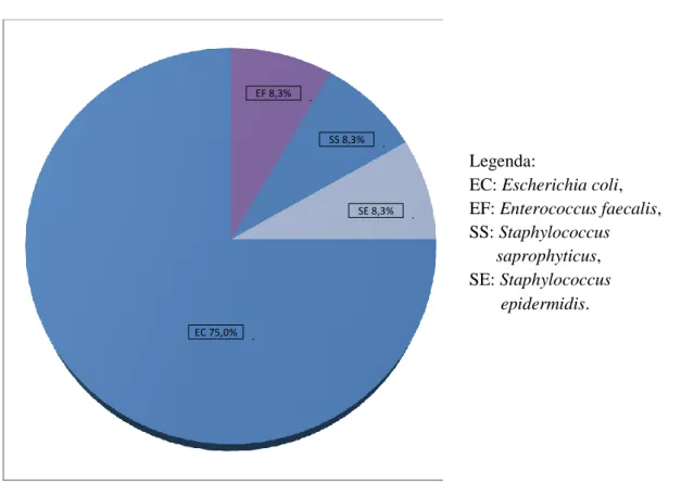 Gráfico 1.11 – Estirpes isoladas a partir de amostras de urina de grávidas com infeção urinária