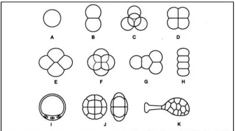 Figure 6: The number and the disposition of pollen grains in dyads, tetrads and polyads  http://www.biologydiscussion.com/palynology/morphological-characteristics-of-pollen-grains 