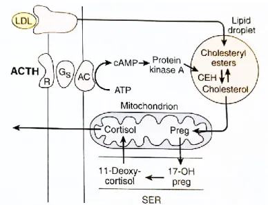 Figura 1: Biossíntese de Cortisol (adaptado de Barret et al., 2019) 