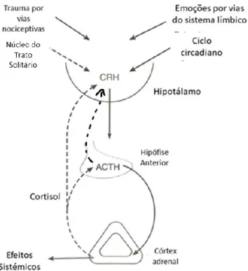 Figura 2: Mecanismo de Feedback negativo da regulação da síntese de cortisol (adaptado de Barret et al
