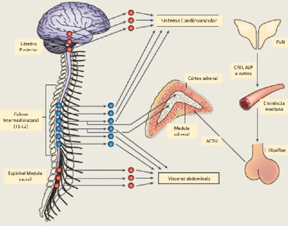 Figura 3: Resposta ao stress pelo eixo HPA e o sistema nervoso simpático (adaptado de Lai &amp; Herman,  2009)