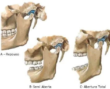 Figura 6: Articulação Temporomandibular - Movimento do côndilo e disco na articulação  temporomandibular durante o movimento de abertura da ATM (adaptado de Norton, 2012) 