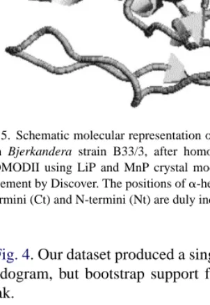 Fig. 5. Schematic molecular representation of the RBP peroxidase from Bjerkandera strain B33/3, after homology modelling with PROMODII using LiP and MnP crystal models as templates and refinement by Discover