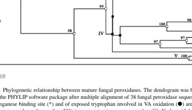 Fig. 3. Amino acid sequence of the RBP versatile peroxidase from Bjerkandera sp. strain B33/3 deduced from the rbpa gene