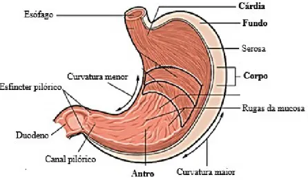 Figura 1. Anatomia do estômago  (adaptado de OpenStax, 2013) 