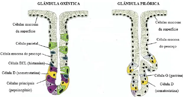Figura 2. Estrutura e composição das glândulas oxíntica e pilórica (adaptado de Schubert &amp; Peura, 2008) 