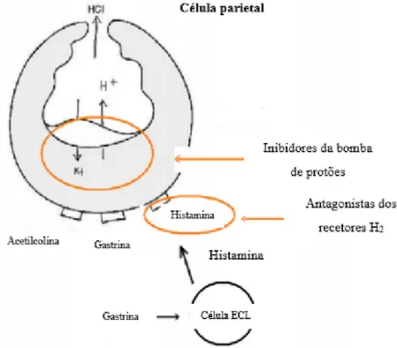 Figura 4. Célula parietal e os mecanismos da secreção ácida (Niklasson, 2008). 