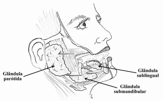 Figura  1  -  Disposição  anatómica  das  glândulas  salivares:  glândula  parótida,  glândula  submandibular,  glândula sublingual