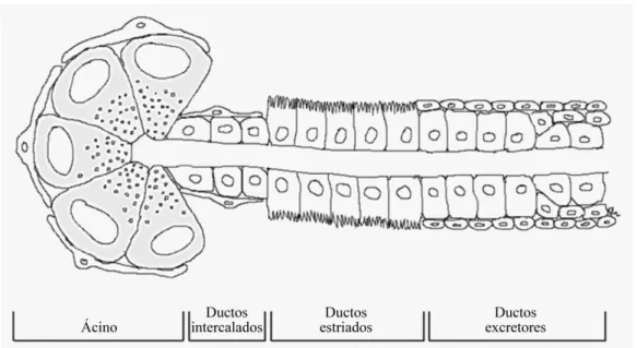 Figura 2 - Estrutura da glândula salivar: ácinos são rodeados por células mioepiteliais