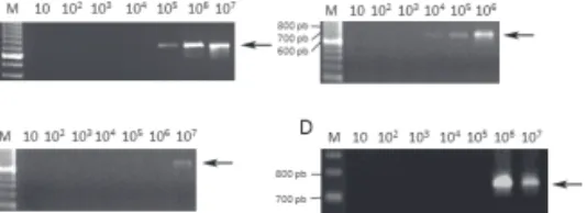 Figura 1 –  Protocolos  para  a  detecção  de  Listeria  monocytogenes  pela  técnica  de  PCR