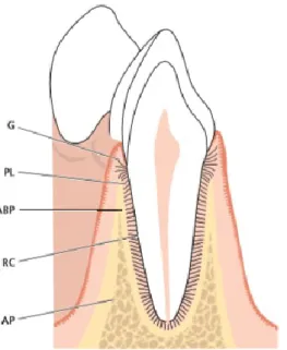 Figura 9. Esquema do periodonto descrevendo a gengiva (G), o ligamento periodontal (PL), a parede  alveolar do osso ou lâmina cribriforme (ABP), o osso alveolar (AP) (Lindhe, Karring, &amp; Araujo, 2015)