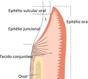 Figura 11. Anatomia macroscópica do periodonto ilustrando o osso alveolar (bone),o ligamento  periodontal, a gengiva com tecido conjuntivo (connective tissue) e tecido epitelial diferenciado (junção 