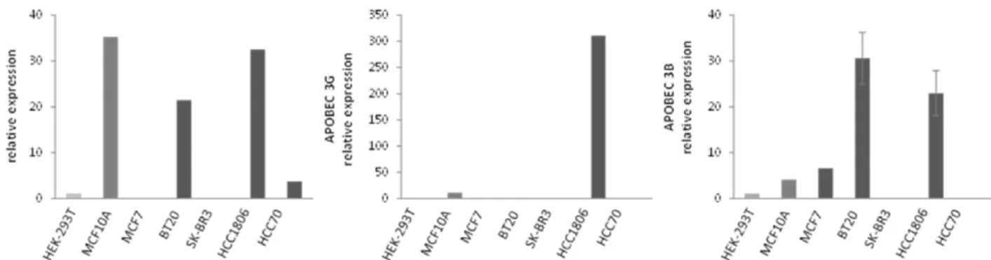 Figure 1. Expression profiles for APOBEC3C, A3G and A3B in a panel of representative breast cell models.