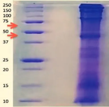 Figure 1. Left: Protein standards. Right: C. tagi whole medusa. Arrows highlight the possible region for a band of qniumucin.