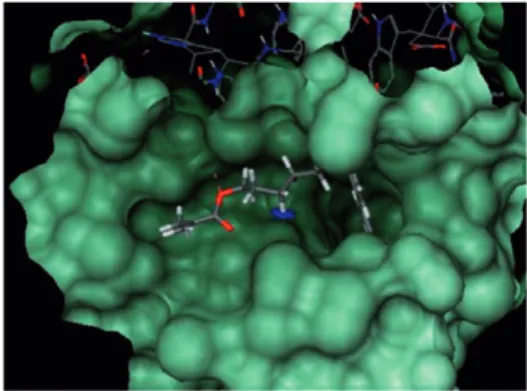 Figure 1. Computationally predicted docking site of synthesized inhibitor in the active site of MMP-8 (LeadIT/FlexX).