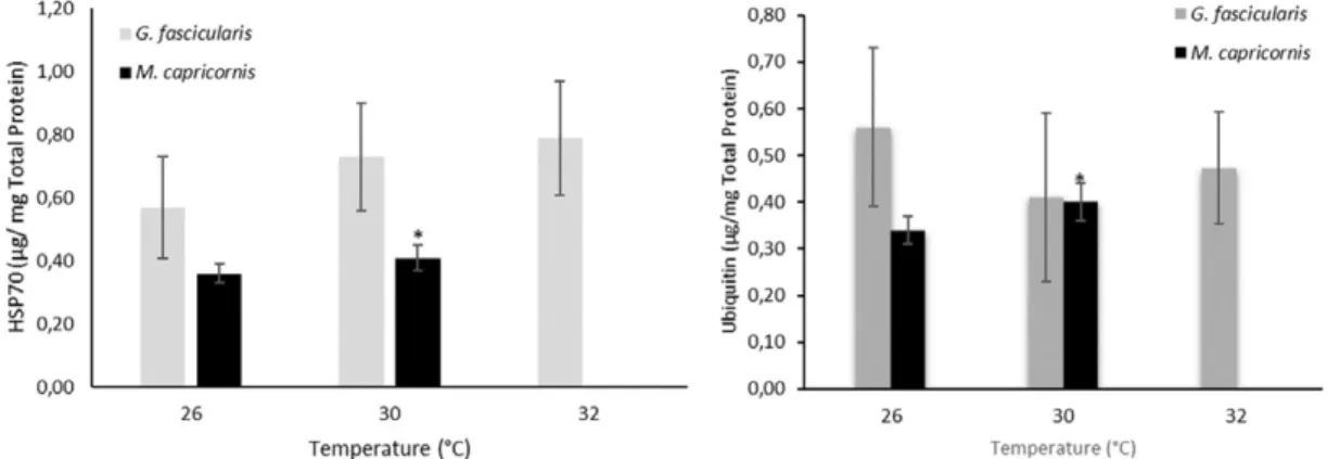 Figure 1. HSP70 and Ubiquitin levels in exposed corals.  Significant differences from controls (p < .05).