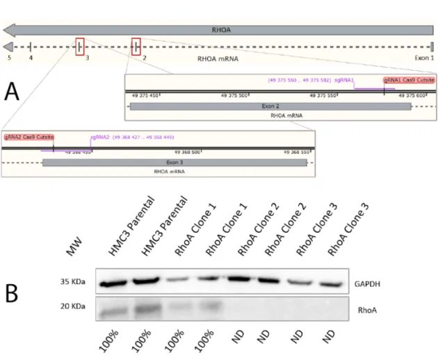 Figure 6: CRISPR-Cas9 mediated RhoA knockout and Western Blot KO confirmation. A - gRNAs matching sequences in the 2nd and 3rd exon of the RhoA gene; B - Western Blot confirmation of RhoA expression levels, normalized for GAPDH