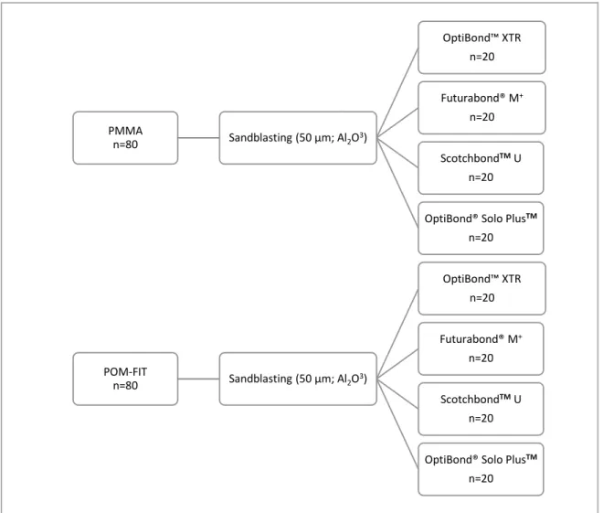 Figure 3. Experimental design protocol. 