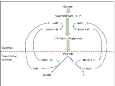 Figure  5  Transition  from Glycolysis to  Fermentation  Pathway  (Adapted  from  Prescott,  Harley et al