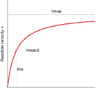 Figure  9  Michaelis-Menten  -  dependence  of  enzyme  activity  upon  substrate  concentration  (source:   http://depts.washington.edu/wmatkins/kinetics/michaelis-menten.html)