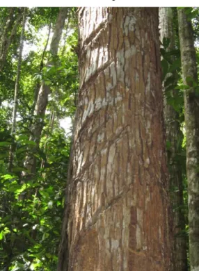 Figure 01. Detail of the bullet tree of Guiana bark (Manilkara bidentata) where it is possible to see  the marks of balata past extraction 