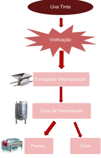 Fig. 5 - Esquema-resumo da vinificação em vinhos tintos do Douro (Filipe et al., 1990)