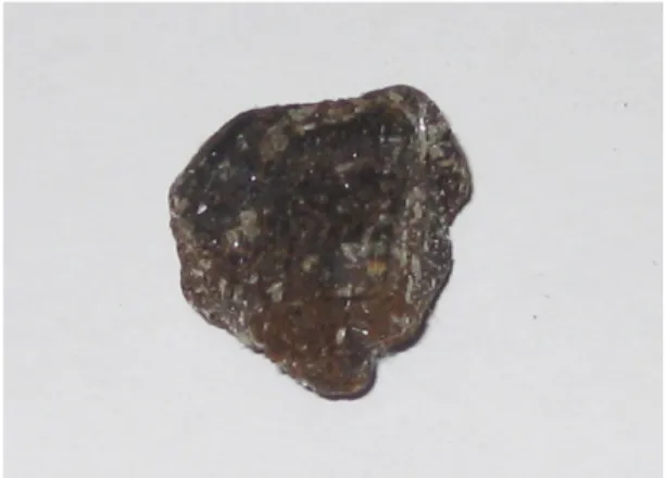 Figure 1 - Small lump of ambergris (2 cm wide). Courtesy of the Beja Botanical Museum (Portugal).
