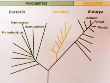 Figura 1.2 Classificação dos seres vivos 