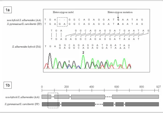 Figure 1 – 1a) Demonstration of the disturbance generated by the first heterozygous indel in the sequencing process of a  S