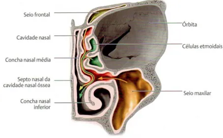 Figura 5 - Corte frontal dos seios na cavidade nasal (Adaptado a partir de Schünke et al., 2009)